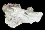 Oreodont (Leptauchenia) Jaw Section - South Dakota #73660-1